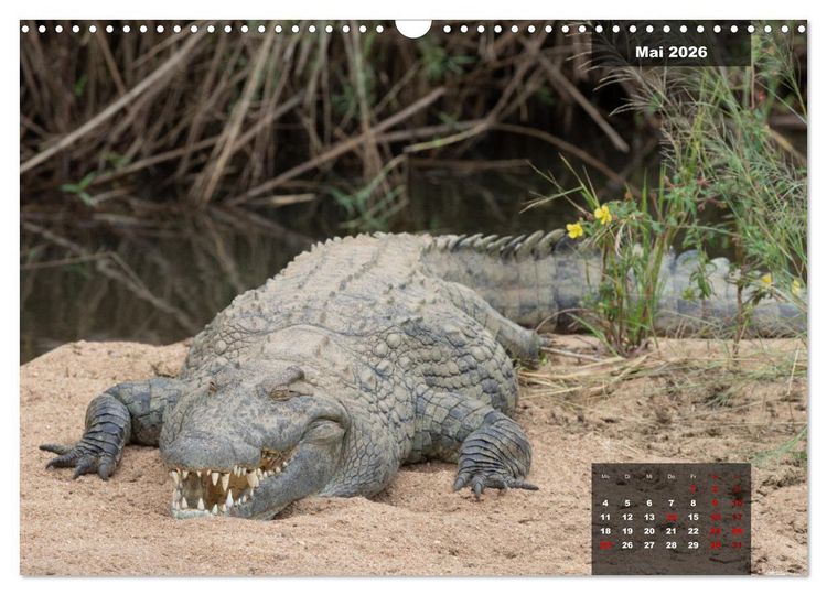 Produktbild: Auf Safari im Kruger National Park (Wandkalender 2026 DIN A3 quer), CALVENDO Monatskalender