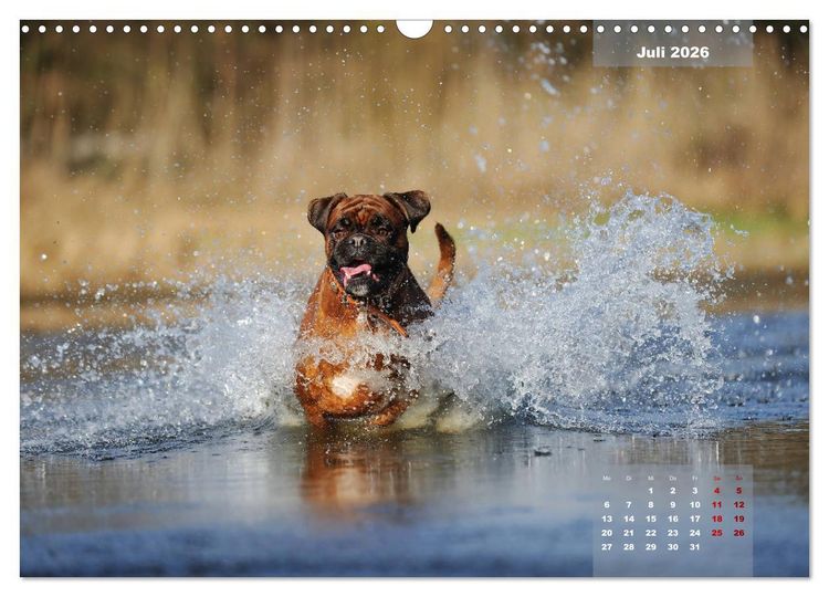 Produktbild: Typisch Boxer (Wandkalender 2026 DIN A3 quer), CALVENDO Monatskalender