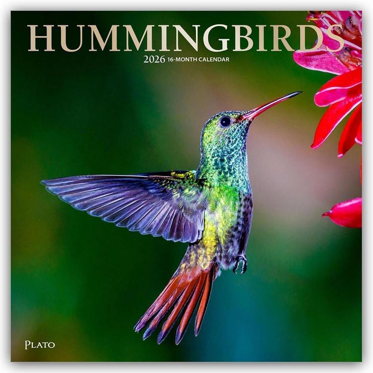 Produktbild: Hummingbirds – Kolibris 2026 – 16-Monatskalender