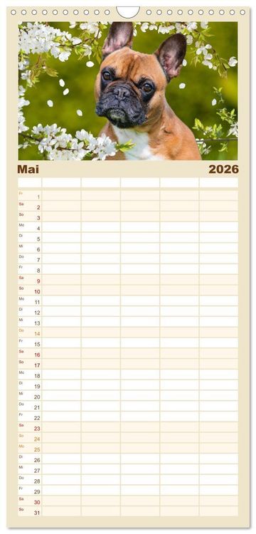 Produktbild: Familienplaner 2026 - Kleine Helden - Franz&ouml;sische Bulldoggen mit 5 Spalten (Wandkalender, 21 x 45 cm) CALVENDO
