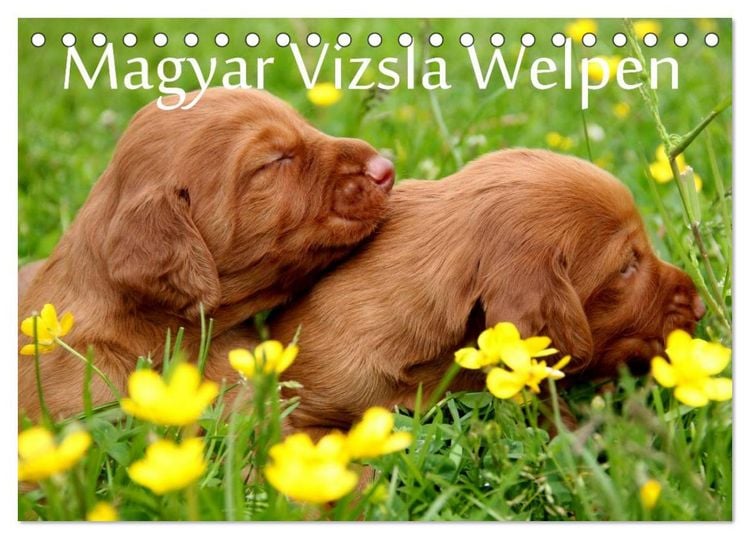 Produktbild: Magyar Vizsla Welpen (Tischkalender 2026 DIN A5 quer), CALVENDO Monatskalender