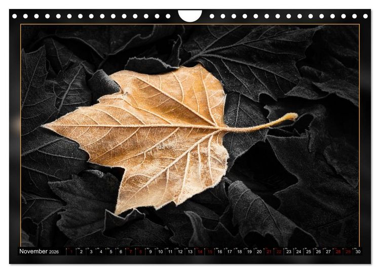 Produktbild: Blattkunstwerke (Wandkalender 2026 DIN A4 quer), CALVENDO Monatskalender