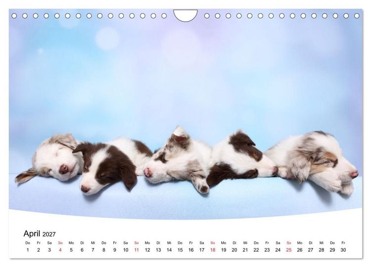 Produktbild: S&uuml;&szlig;e Tr&auml;ume 2027 - schlafende Hundewelpen (Wandkalender 2027 DIN A4 quer), CALVENDO Monatskalender