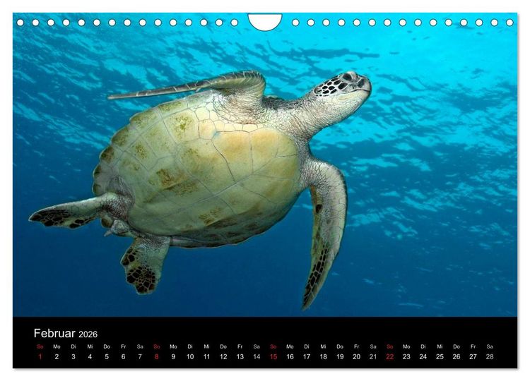 Produktbild: Unterwasser (Wandkalender 2026 DIN A4 quer), CALVENDO Monatskalender