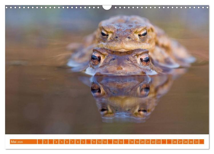 Produktbild: Farbige Fr&ouml;sche (Wandkalender 2026 DIN A3 quer), CALVENDO Monatskalender