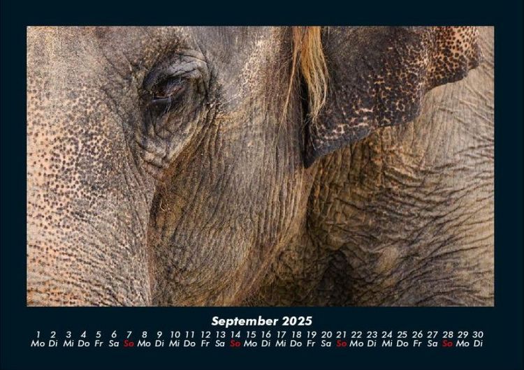 Produktbild: Elefanten - Die sanften Riesen Afrikas 2025 Fotokalender DIN A4