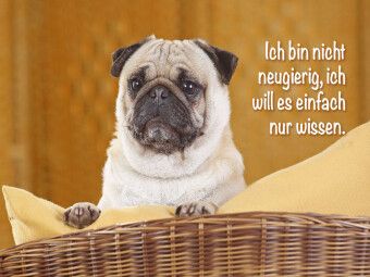 Produktbild: CALVENDO Puzzle Mops schaut aufmerksam | 1000 Teile Lege-Gr&ouml;&szlig;e 64x48cm Foto-Puzzle f&uuml;r gl&uuml;ckliche Stunden