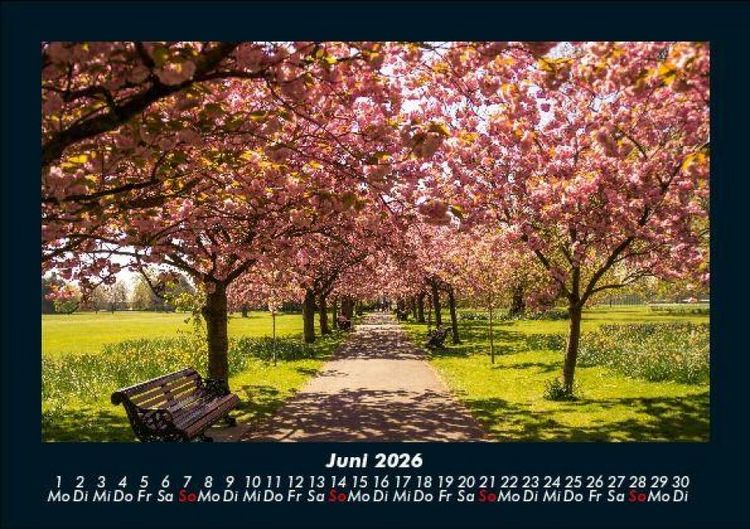 Produktbild: B&auml;ume 2026 Fotokalender DIN A5
