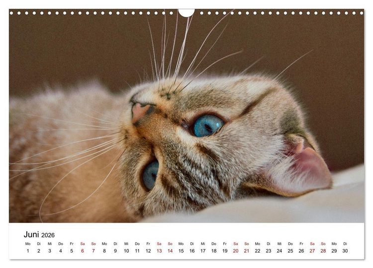 Produktbild: Katzenbabys (Wandkalender 2026 DIN A3 quer), CALVENDO Monatskalender