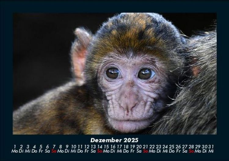 Produktbild: Der Tierkalender 2025 Fotokalender DIN A5