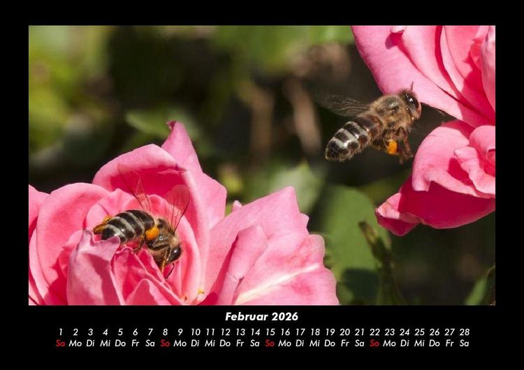 Produktbild: Bienen 2026 Fotokalender DIN A3