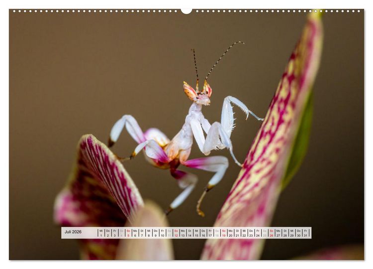 Produktbild: Die Orchideen Gottesanbeterin (Wandkalender 2026 DIN A2 quer), CALVENDO Monatskalender
