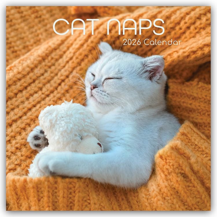 Produktbild: Cat Naps – Träumende Katzen 2026 – 16-Monatskalender