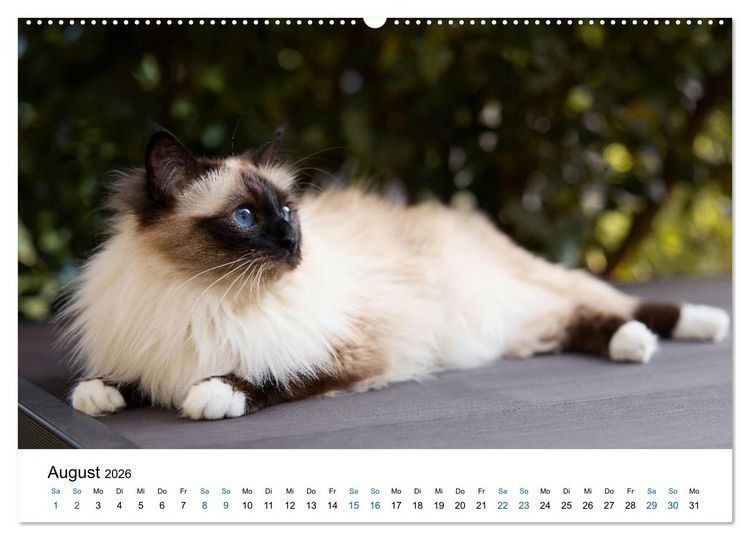 Produktbild: Heilige Birma Katzen mit traumhaft blauen Augen und wei&szlig;en Pf&ouml;tchen (Wandkalender 2026 DIN A2 quer), CALVENDO Monatskalender