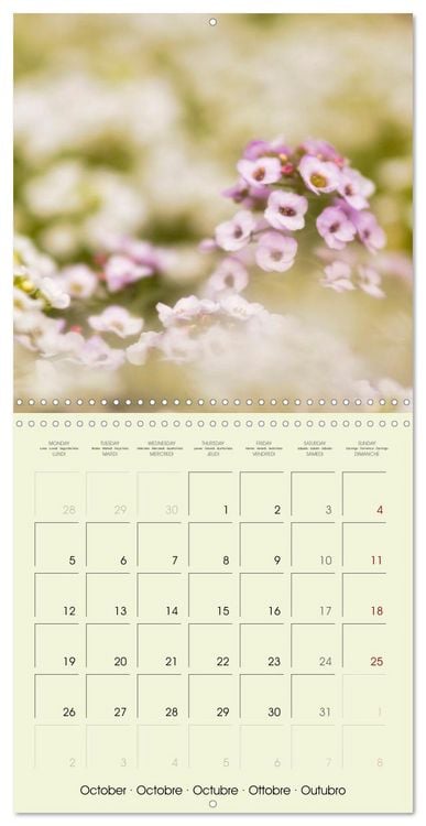Produktbild: Flowers from dreamland (Wall Calendar 2026 12 &times; 12 Inch) CALVENDO 12 Month Wall Calendar