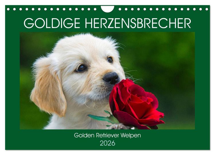 Produktbild: Goldige Herzensbrecher - Golden Retriever Welpen (Wandkalender 2026 DIN A4 quer), CALVENDO Monatskalender