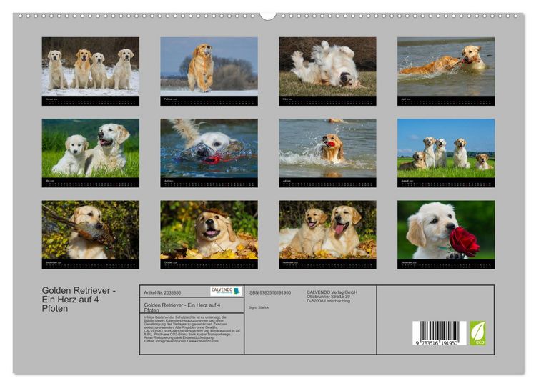 Produktbild: Golden Retriever - Ein Herz auf 4 Pfoten (hochwertiger Premium Wandkalender 2026 DIN A2 quer), Kunstdruck in Hochglanz