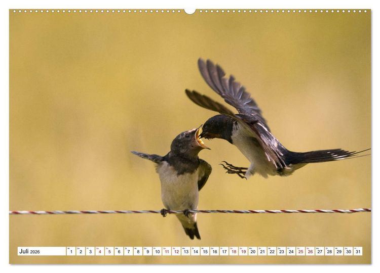Produktbild: Sch&ouml;nheiten im Federkleid - Heimische Wildv&ouml;gel im Portrait (Wandkalender 2026 DIN A2 quer), CALVENDO Monatskalender