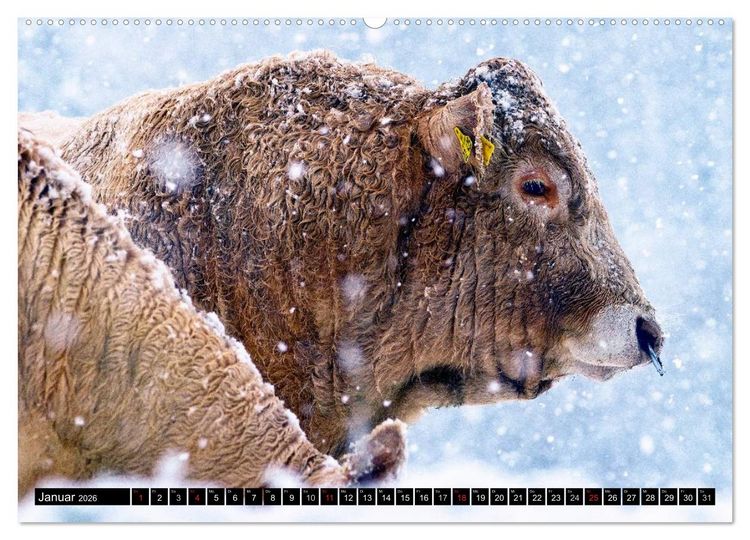 Produktbild: Kuh und Co. (Wandkalender 2026 DIN A2 quer), CALVENDO Monatskalender