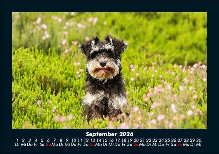 Produktbild: Hundezauber 2026 Fotokalender DIN A5