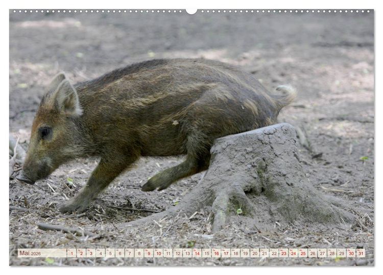 Produktbild: Tierische Schweinerei (hochwertiger Premium Wandkalender 2026 DIN A2 quer), Kunstdruck in Hochglanz