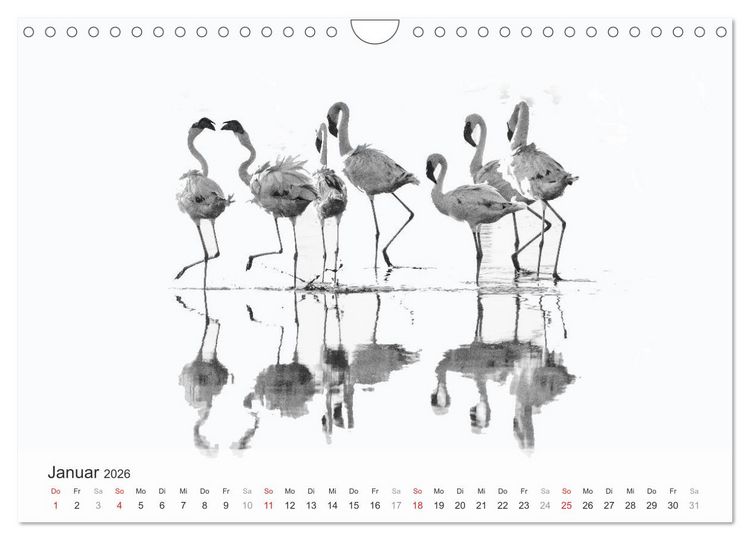 Produktbild: Flamingo Impressionen 2026 (Wandkalender 2026 DIN A4 quer), CALVENDO Monatskalender