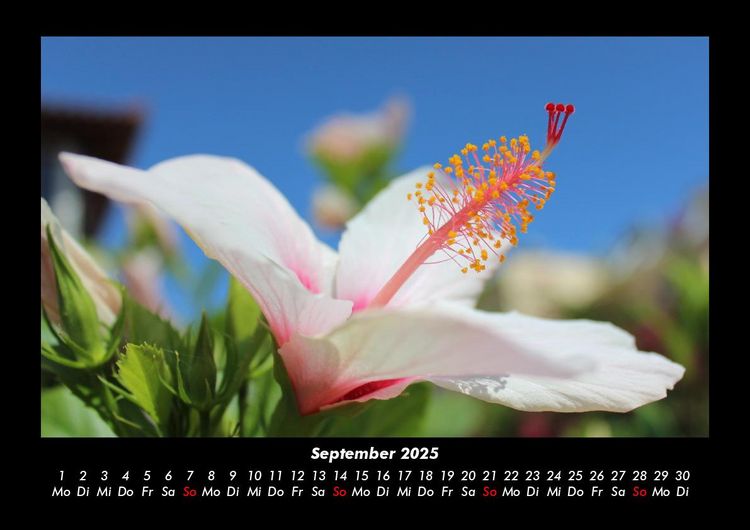 Produktbild: Blumentr&auml;ume 2025 Fotokalender DIN A3