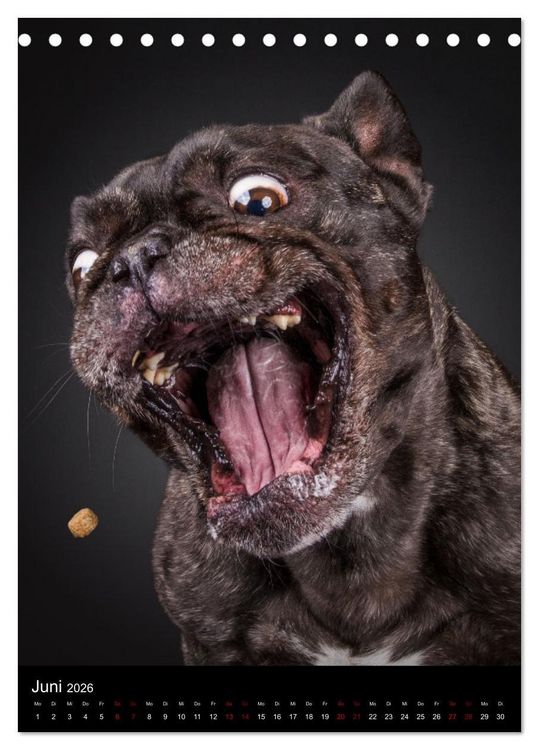 Produktbild: Bullyzauber - Franz&ouml;sische Bulldoggen (Tischkalender 2026 DIN A5 hoch), CALVENDO Monatskalender