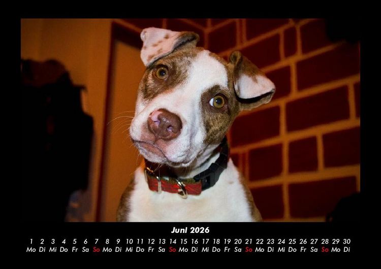 Produktbild: Welpen 2026 Fotokalender DIN A3