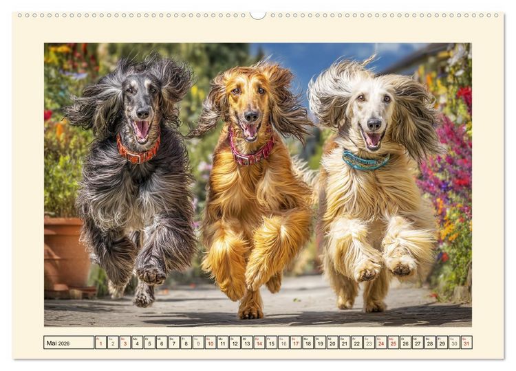 Produktbild: Afghanischer Windhund. Eleganter Sichtj&auml;ger und sensibler Couch-Potatoe (hochwertiger Premium Wandkalender 2026 DIN A2 quer), Kunstdruck in Hochglanz