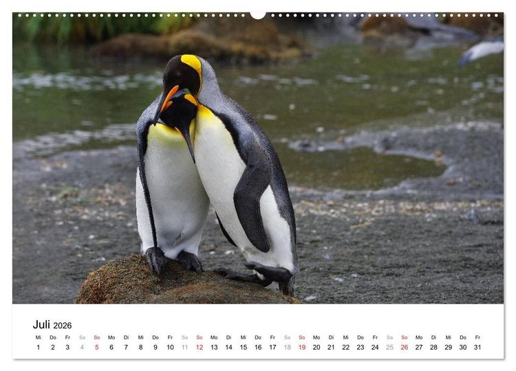 Produktbild: Im Reich der Pinguine (hochwertiger Premium Wandkalender 2026 DIN A2 quer), Kunstdruck in Hochglanz