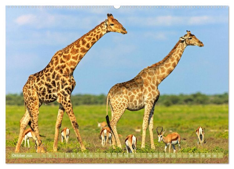 Produktbild: Giraffen: Die afrikanischen Riesen mit Weitblick (hochwertiger Premium Wandkalender 2026 DIN A2 quer), Kunstdruck in Hochglanz