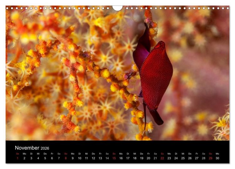 Produktbild: Faszinierendes Leben unter Wasser (Wandkalender 2026 DIN A3 quer), CALVENDO Monatskalender
