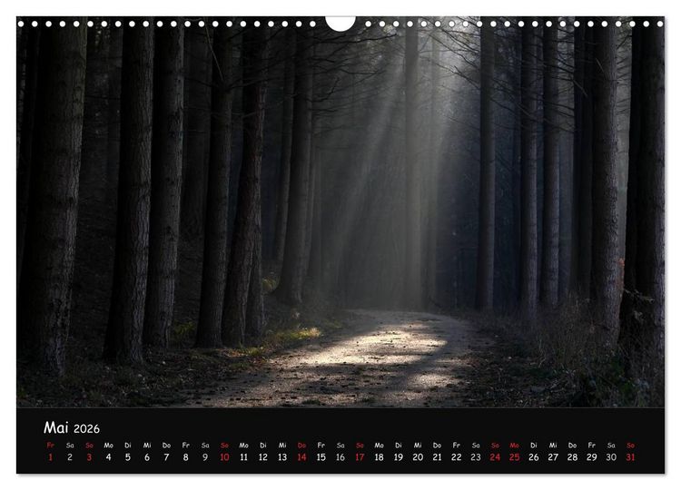 Produktbild: Lichter im Wald (Wandkalender 2026 DIN A3 quer), CALVENDO Monatskalender