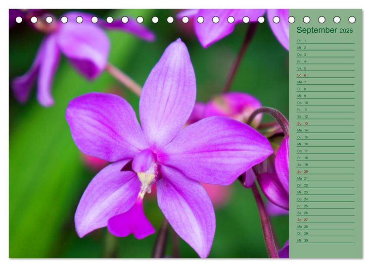 Produktbild: Farbzauber Natur Orchideen - CH Version (Tischkalender 2026 DIN A5 quer), CALVENDO Monatskalender