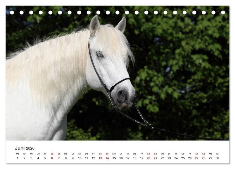 Produktbild: Pferde - im Galopp durch's Jahr 2026 (Tischkalender 2026 DIN A5 quer), CALVENDO Monatskalender