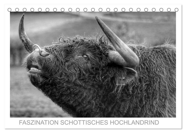 Produktbild: Faszination Schottisches Hochlandrind (Tischkalender 2026 DIN A5 quer), CALVENDO Monatskalender