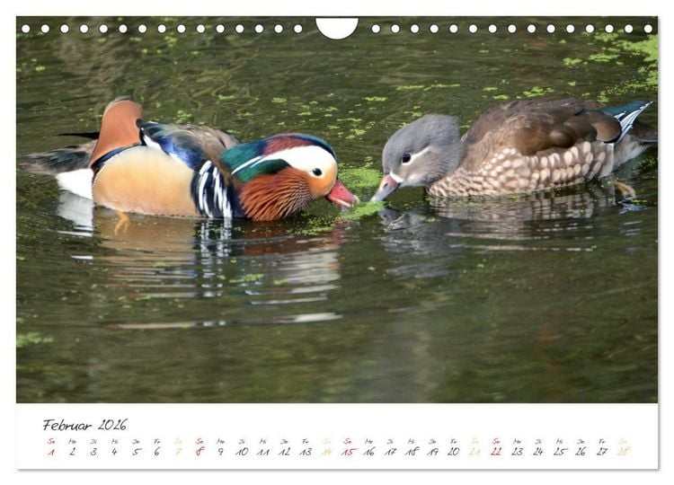 Produktbild: Mandarinenenten, die Liebe zur Natur (Wandkalender 2026 DIN A4 quer), CALVENDO Monatskalender