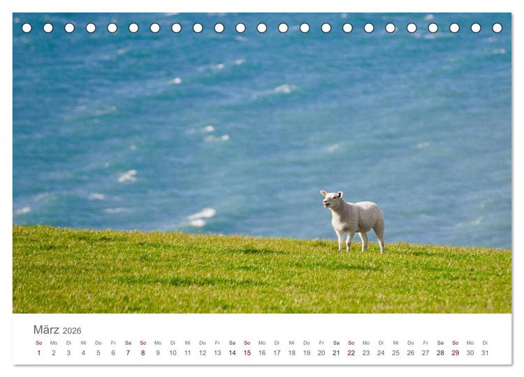 Produktbild: Schafe - Weich und wollig (Tischkalender 2026 DIN A5 quer), CALVENDO Monatskalender