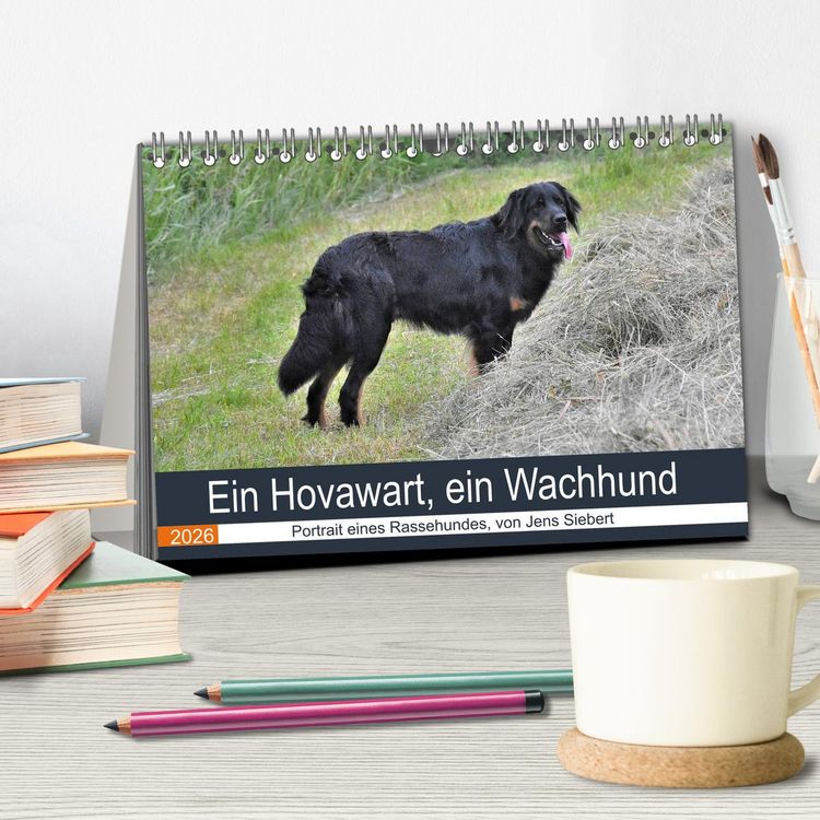 Produktbild: Ein Hovawart, ein Wachhund (Tischkalender 2026 DIN A5 quer), CALVENDO Monatskalender