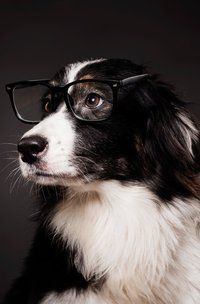 Produktbild: Notizb&uuml;cher / S&uuml;&szlig;es Hunde Notizbuch Businessplaner Geschenkidee f&uuml;r Mann Frau und Kind