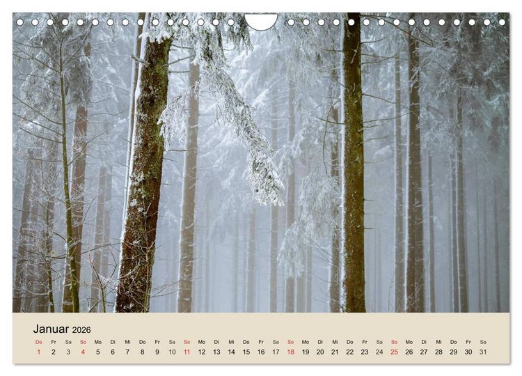 Produktbild: Der Wald. Durch zauberhafte Waldlandschaften (Wandkalender 2026 DIN A4 quer), CALVENDO Monatskalender