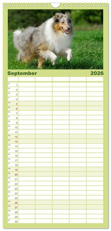 Produktbild: Familienplaner 2026 - Faszination Collie 2026 mit 5 Spalten (Wandkalender, 21 x 45 cm) CALVENDO