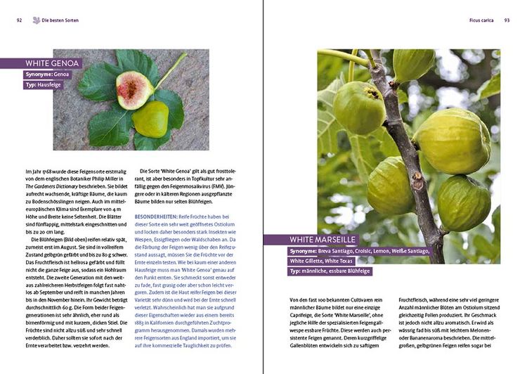 Produktbild: Feigen aus dem eigenen Garten