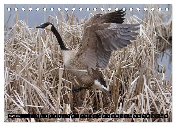 Produktbild: KANADA-GANS - Der 'hupende' Vogel (Tischkalender 2026 DIN A5 quer), CALVENDO Monatskalender