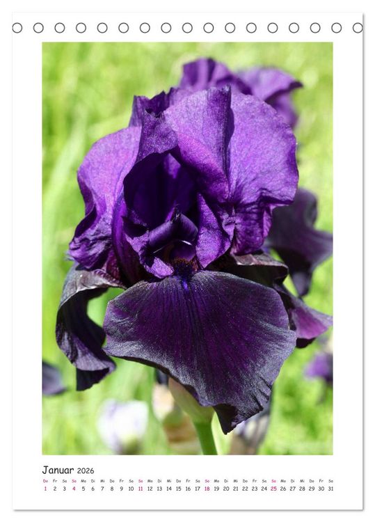 Produktbild: Traumhafte Iris (Tischkalender 2026 DIN A5 hoch), CALVENDO Monatskalender