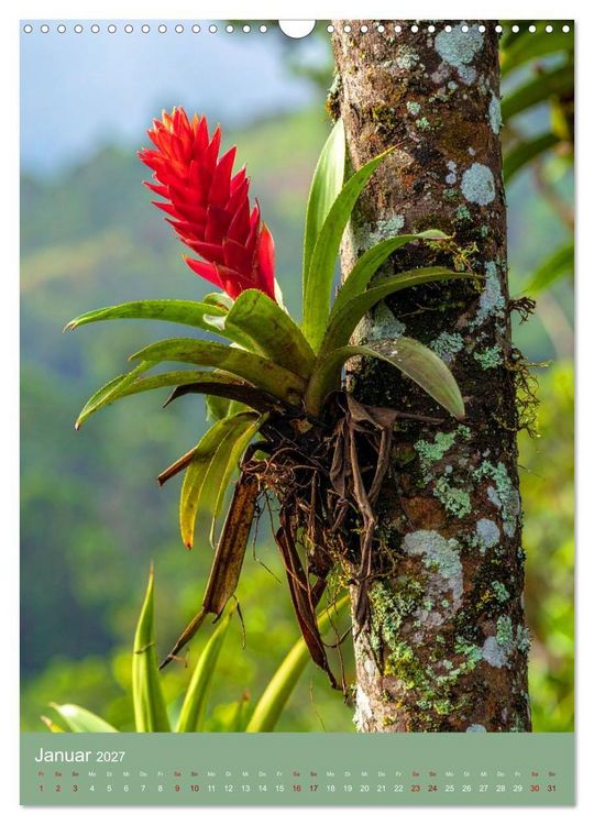 Produktbild: Bromelienzauber (Wandkalender 2027 DIN A3 hoch), CALVENDO Monatskalender