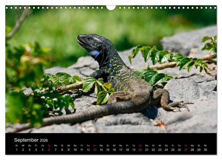 Produktbild: Reptilienkalender 2026 (Wandkalender 2026 DIN A3 quer), CALVENDO Monatskalender