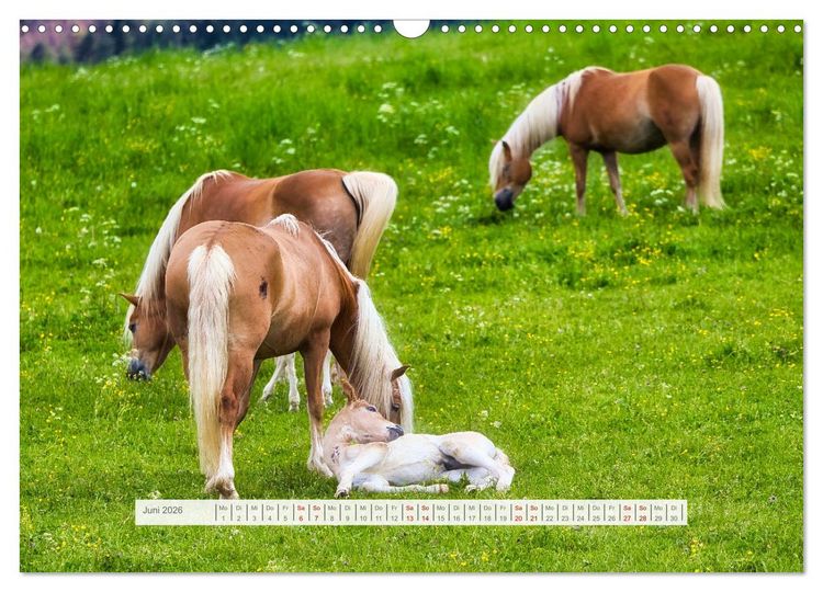 Produktbild: Haflinger im Th&uuml;ringer Wald (Wandkalender 2026 DIN A3 quer), CALVENDO Monatskalender