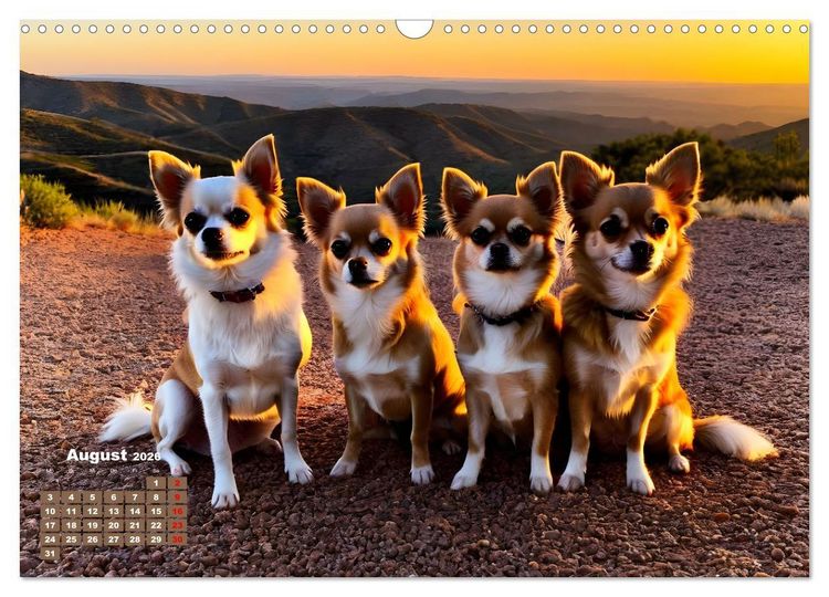 Produktbild: Chihuahua - der mutige Winzling (Wandkalender 2026 DIN A3 quer), CALVENDO Monatskalender